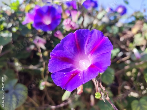 Common morning glory: a species of Morning glories, its botanical name is Ipomoea purpurea. photo