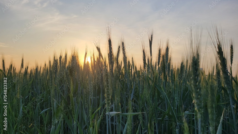 Fototapeta premium Green ears of wheat against sun and blue sky. Natural view