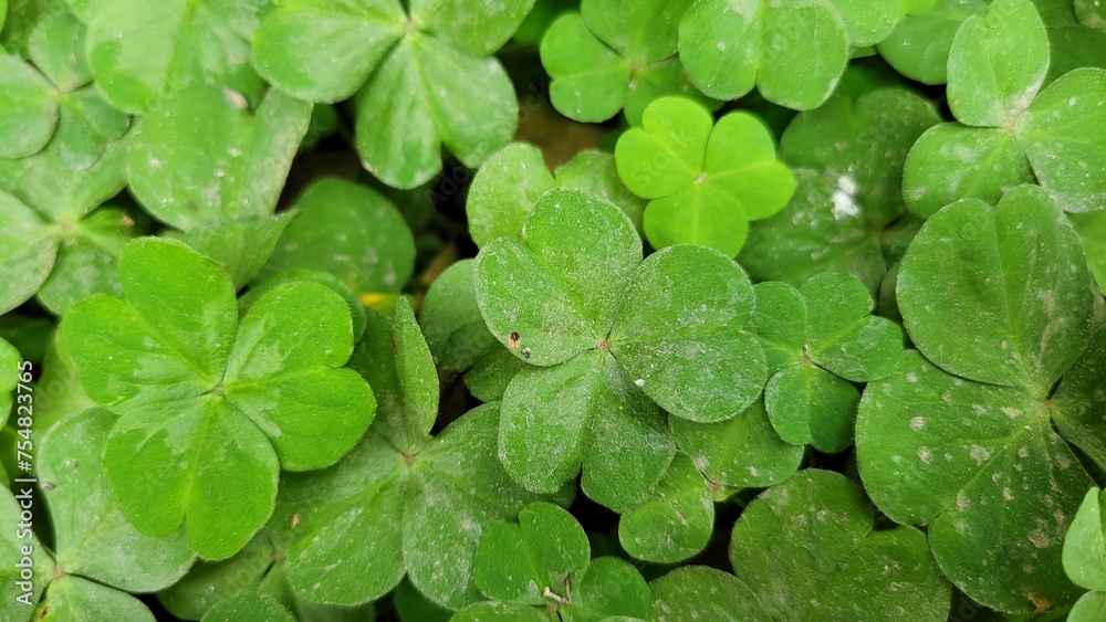 Close up of shamrock. Natural green background for St Saint Patrick day Close up of shamrock. Natural green background for St Saint Patrick day