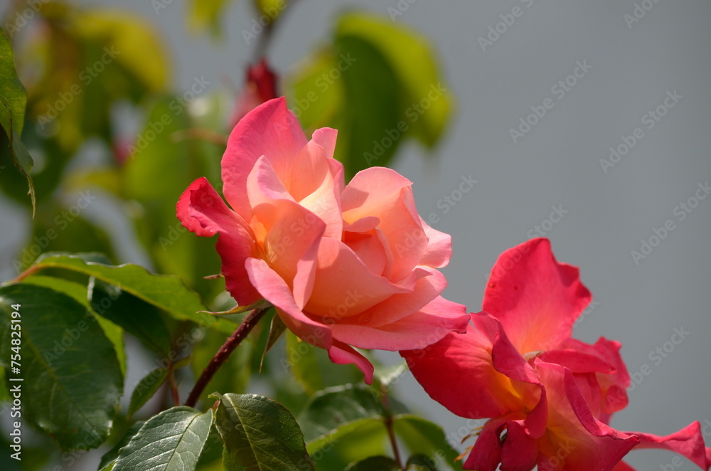 pink rose in garden pink rose in garden