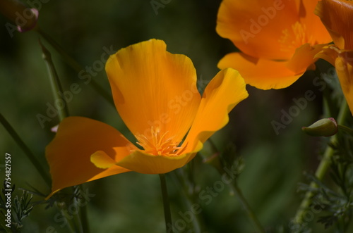  orange poppy flowers