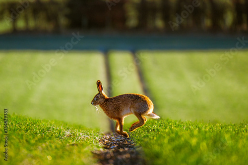 Hare running through a field