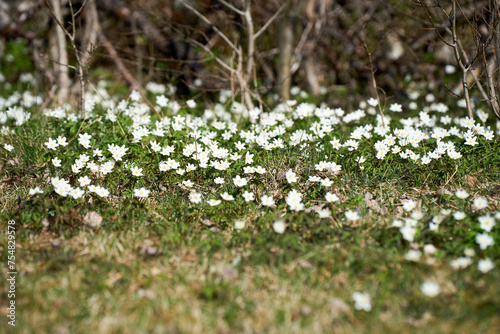 Beautiful anemones in a farm meadow on a sunny spring day in Skaraborg Sweden