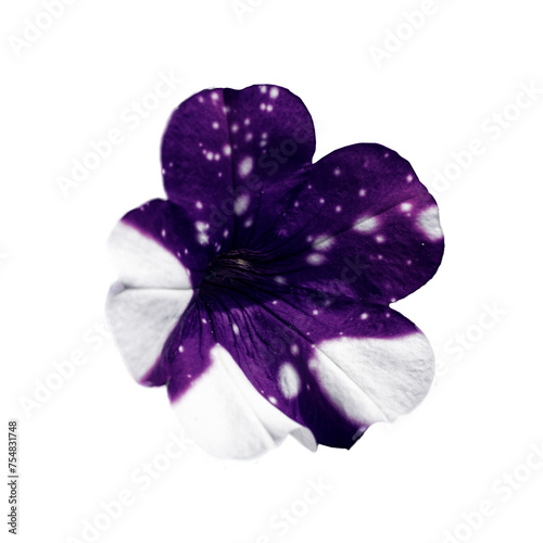 Close-up of a speckled petunia flower, showcasing its vibrant purple and white petals.