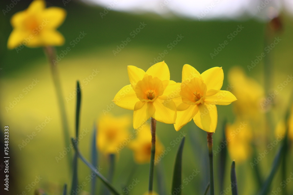Fototapeta premium Narcissus is a genus of predominantly spring flowering perennial plants of the amaryllis family, Amaryllidaceae.