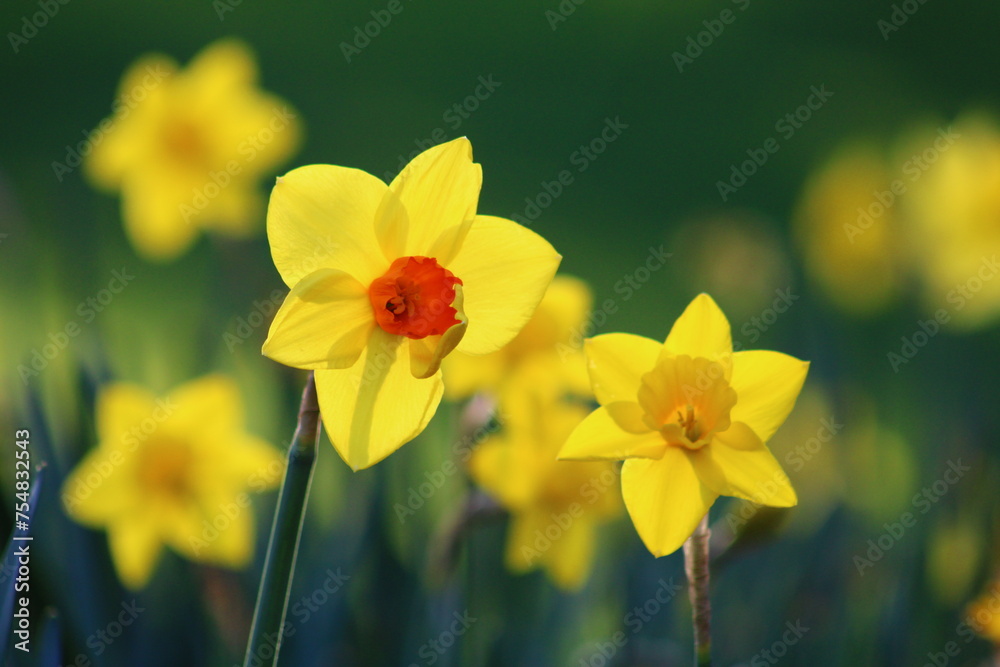 Narcissus is a genus of predominantly spring flowering perennial plants of the amaryllis family, Amaryllidaceae. Narcissus is a genus of predominantly spring flowering perennial plants of the amaryllis family, Amaryllidaceae.