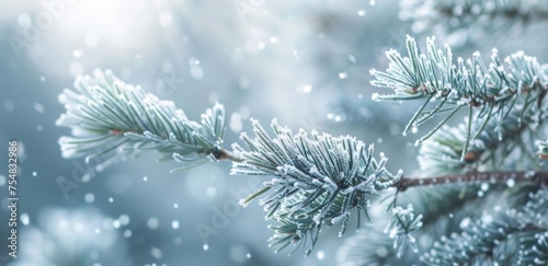 Close-up of frost-covered pine needles against a blurred snowy background, highlighting winter's chill.