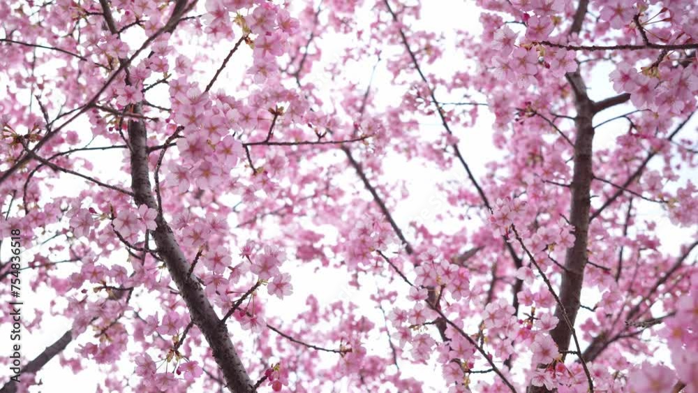 A beautiful spring cherry tree in the garden blooms on a blurry white background A beautiful spring cherry tree in the garden blooms on a blurry white background