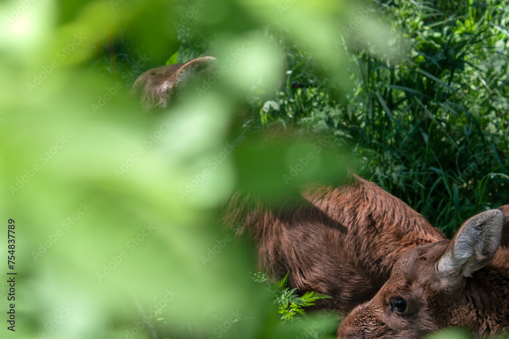 Obraz premium Two moose cubs among the greenery of the forest in summer. Elk calves with brown fur among green foliage. Small moose in the wild.