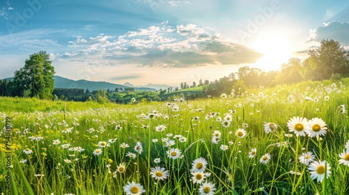 Beautiful spring and summer natural panoramic pastoral landscape with blooming field of daisies in the grass in the hilly countryside.