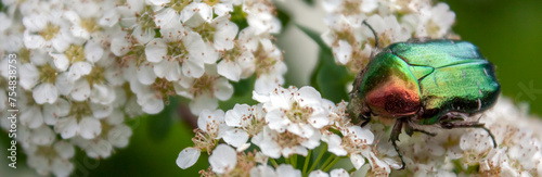 Iridescent coloration of Cetonia aurata. Golden Cetoniinae on a blooming chokeberry. A green beetle sits on white flowers in a summer garden. A beetle pollinates flowers on fresh tree leaves in May