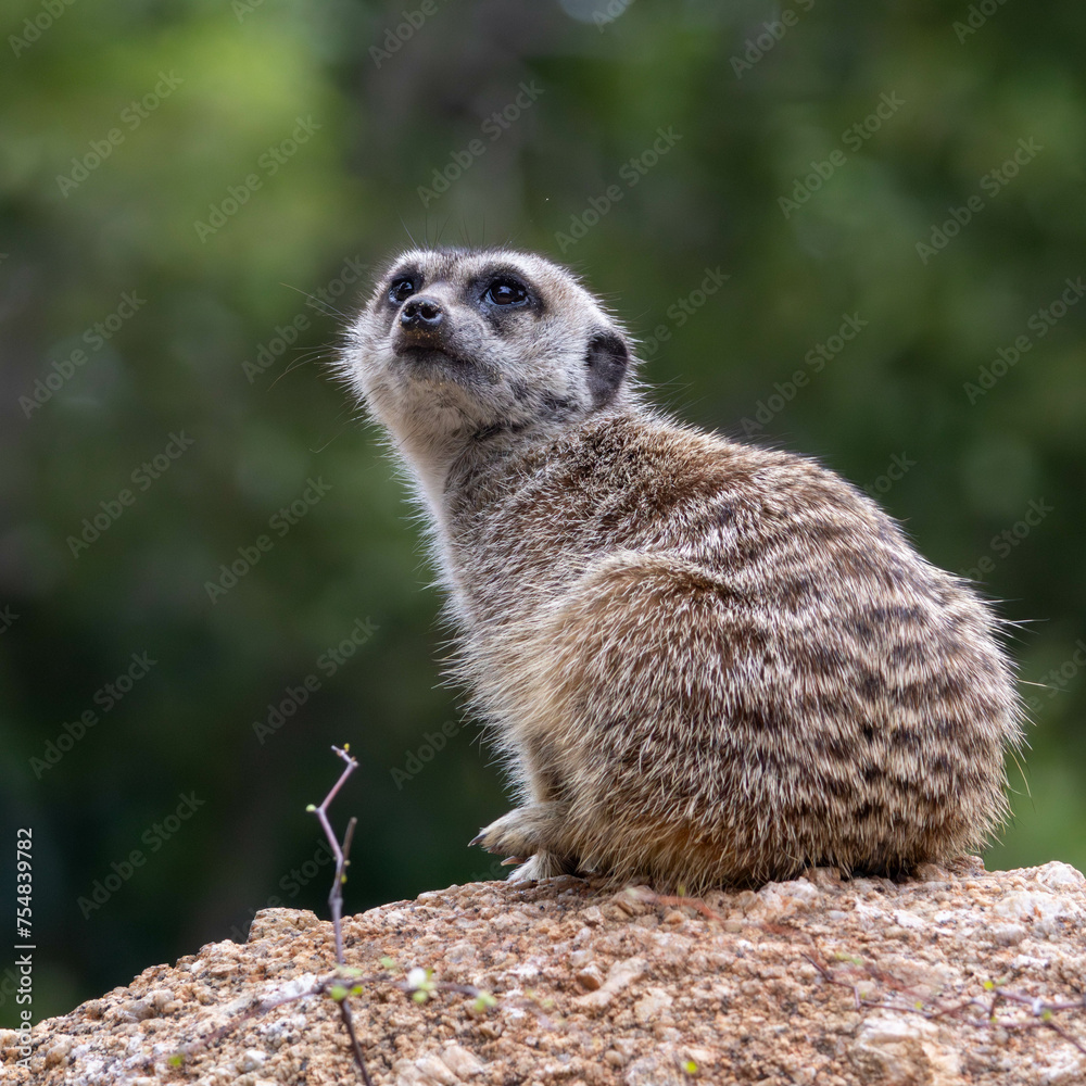 Fototapeta premium meerkat on the lookout at Werribee Open Range Zoo
