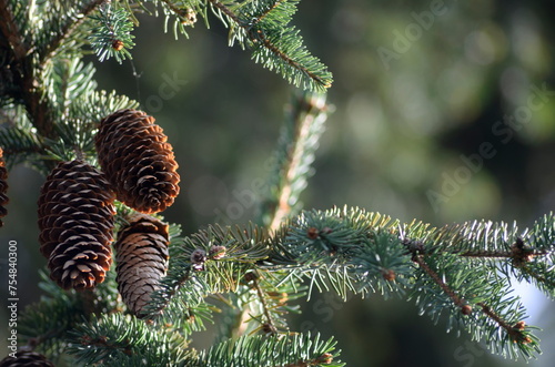 cones on a branch