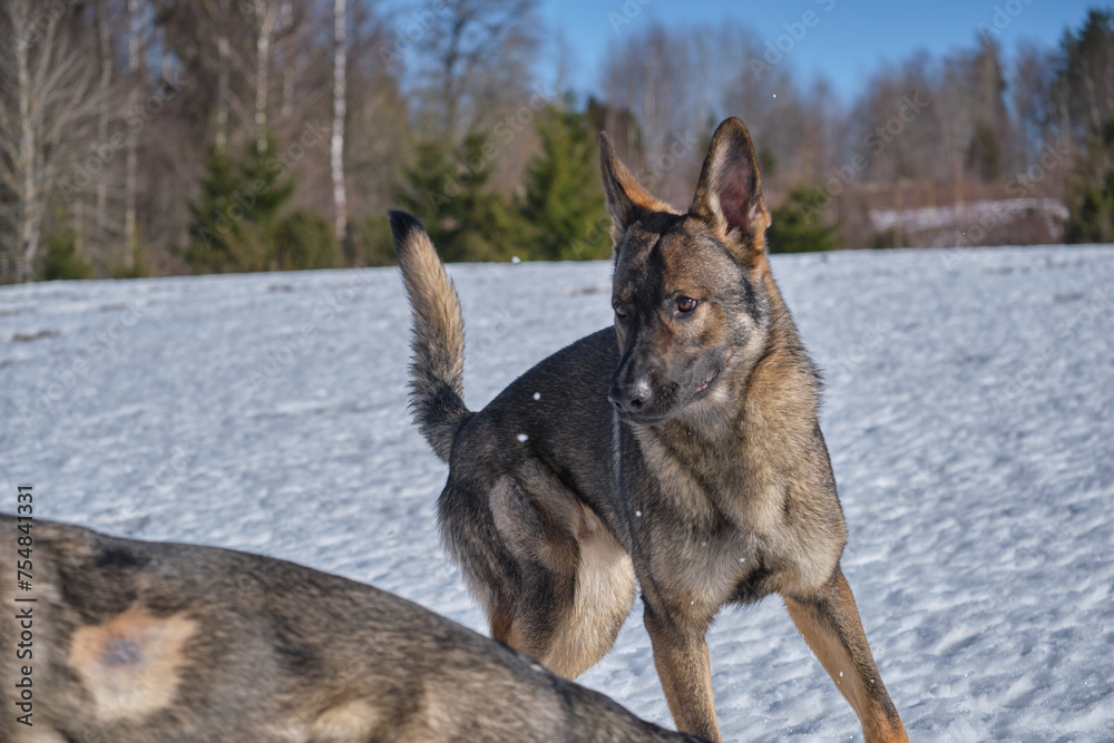 Beautiful German Shepherd dogs playing on a snowy meadow on a sunny winter day in Skaraborg Sweden Beautiful German Shepherd dogs playing on a snowy meadow on a sunny winter day in Skaraborg Sweden