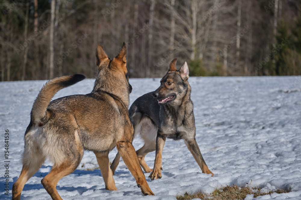 Naklejka premium Beautiful German Shepherd dogs playing on a snowy meadow on a sunny winter day in Skaraborg Sweden