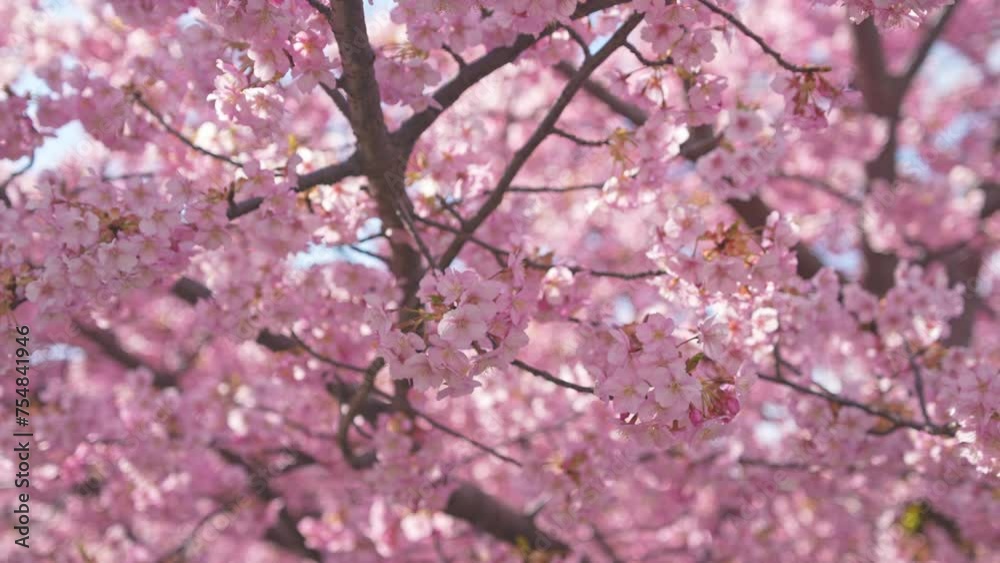 Pink cherry blooming against bright sunrise blue sky. Cherry branch with flowers in spring bloom. Pink cherry blooming against bright sunrise blue sky. Cherry branch with flowers in spring bloom.