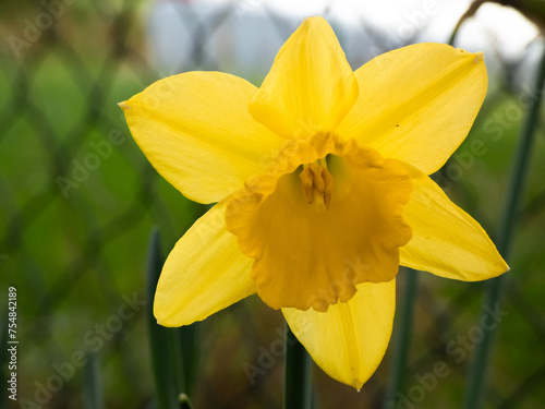 jonquilles