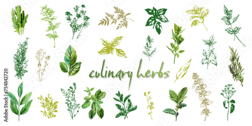 Culinary herbs - iconset of herbs and plants for cooking and seasoning dishes. Arugula, dill, basil, coriander and rosemary. Vectors for menu card, cooking classes or packaging design. photo