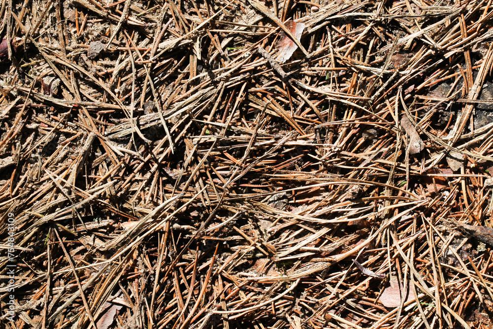 Forest ground dry needles. Dead coniferous pattern. Yellow brown dried pine needles. Closeup nature background. Autumn woods ground. Undergrowth texture Forest ground dry needles. Dead coniferous pattern. Yellow brown dried pine needles. Closeup nature background. Autumn woods ground. Undergrowth texture
