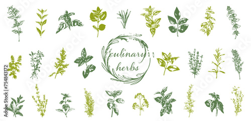 Culinary herbs - iconset of herbs and plants for cooking and seasoning dishes. Arugula, dill, basil, coriander and rosemary. Vectors for menu card, cooking classes or packaging design. photo