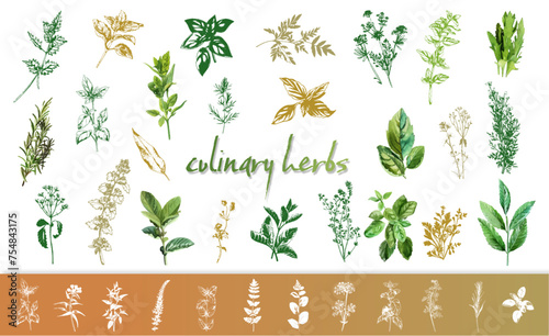 Culinary herbs - iconset of herbs and plants for cooking and seasoning dishes. Arugula, dill, basil, coriander and rosemary. Vectors for menu card, cooking classes or packaging design.