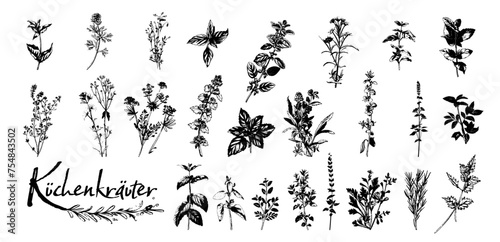 Culinary herbs - iconset of herbs and plants for cooking and seasoning dishes. Arugula, dill, basil, coriander and rosemary. Vectors for menu card, cooking classes or packaging design.