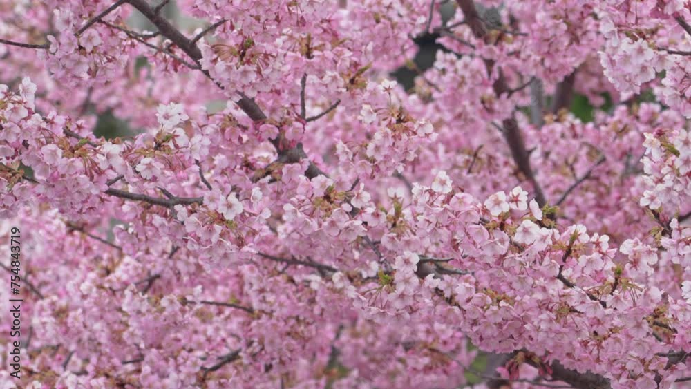 Cherry blossoms in full bloom Cherry blossoms in full bloom