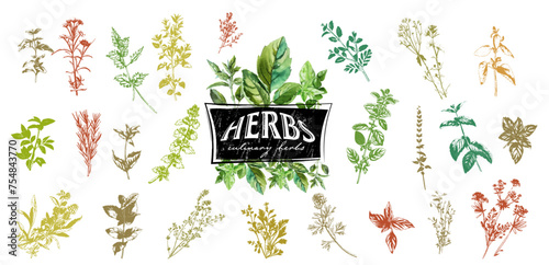 Culinary herbs - iconset of herbs and plants for cooking and seasoning dishes. Arugula, dill, basil, coriander and rosemary. Vectors for menu card, cooking classes or packaging design.