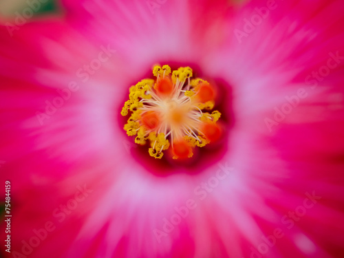 Fototapeta Naklejka Na Ścianę i Meble -  赤いハイビスカスの花芯