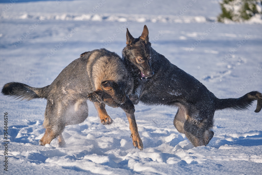 Beautiful German Shepherd dogs playing on a snowy meadow on a sunny winter day in Skaraborg Sweden Beautiful German Shepherd dogs playing on a snowy meadow on a sunny winter day in Skaraborg Sweden