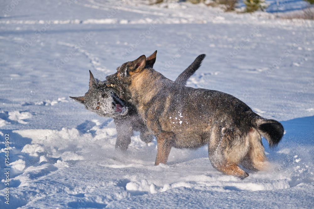 Beautiful German Shepherd dogs playing on a snowy meadow on a sunny winter day in Skaraborg Sweden Beautiful German Shepherd dogs playing on a snowy meadow on a sunny winter day in Skaraborg Sweden