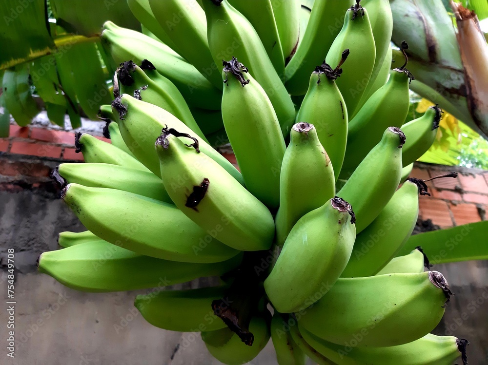 Cacho de Banana - Banana bunch