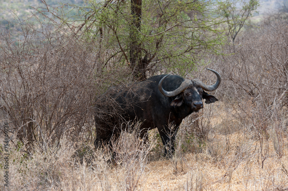Obraz premium Buffalo herd in the savannah of Africa