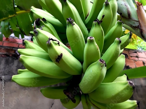 Cacho de Banana - Banana bunch photo