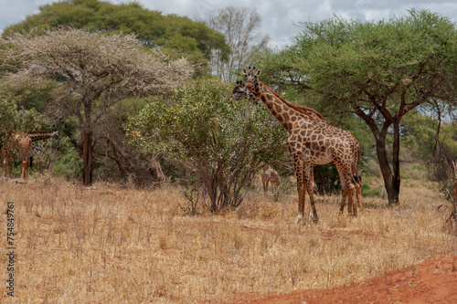 Giraffes in Tsavo East and Tsavo West National Park Kenya