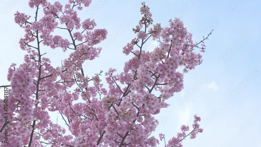 Pink cherry blooming against bright sunrise blue sky. Cherry branch with flowers in spring bloom. Pink cherry blooming against bright sunrise blue sky. Cherry branch with flowers in spring bloom.