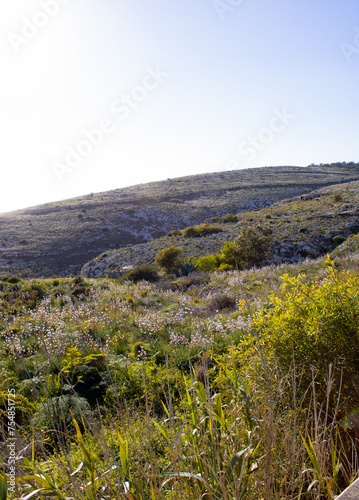 Malta, In the foreground is wild growth with yellow flowers, landscape with green stone in the distance is the horizon