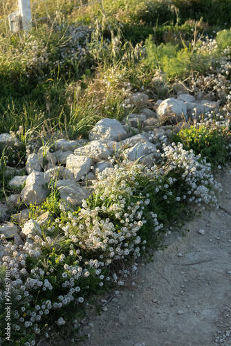 Wegesrand mit Stein und Blumen, natürlich bewachender Trampelpfad, Malta  photo