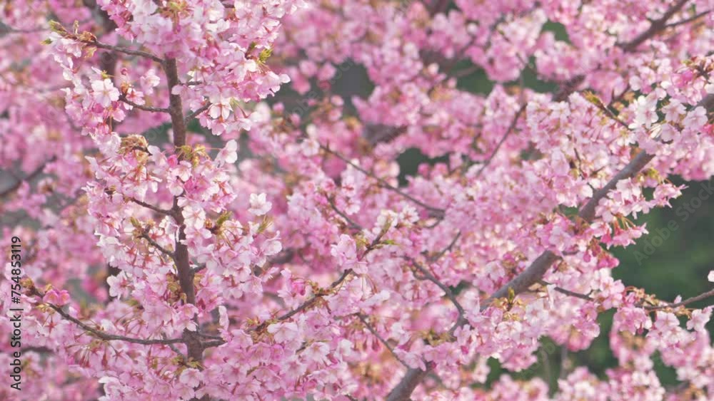Cherry blossoms in full bloom Cherry blossoms in full bloom
