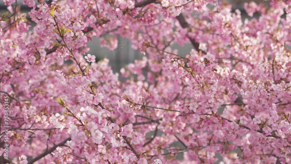 Cherry blossoms in full bloom Cherry blossoms in full bloom