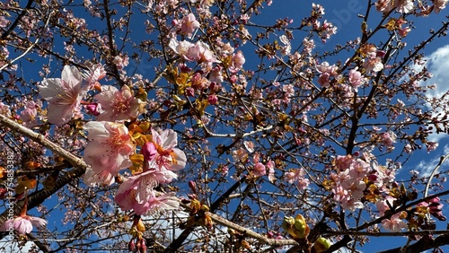 河津桜