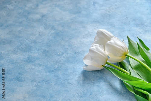 Still life. White tulips on a blue background close -up