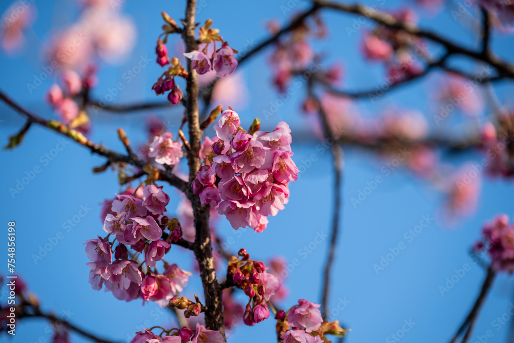 日本の岡山県倉敷市の可憐で美しい河津桜 日本の岡山県倉敷市の可憐で美しい河津桜