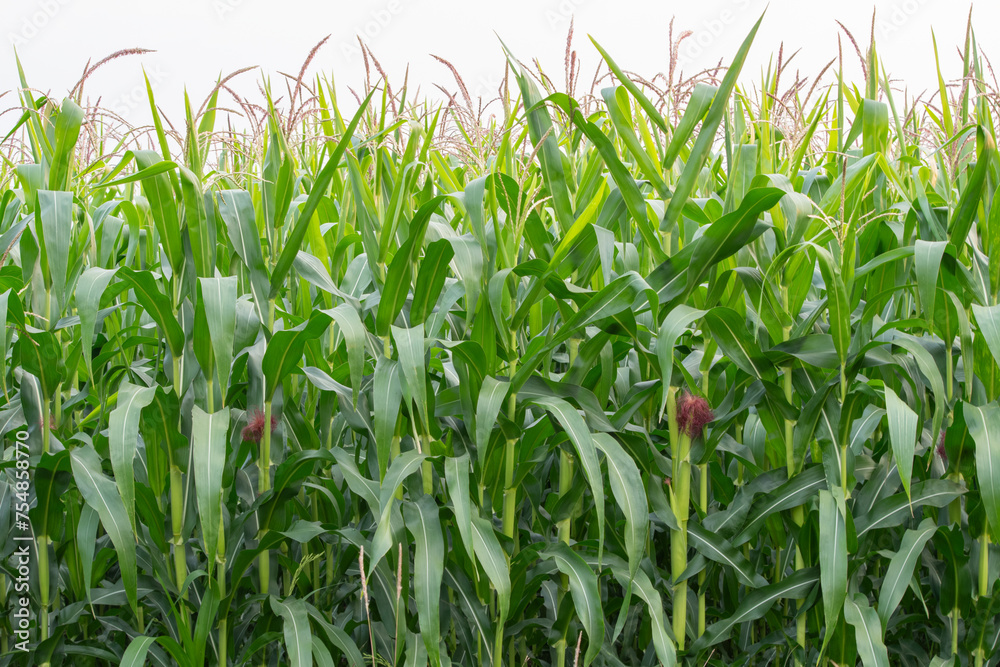 Fresh young sweetcorn plant growing in the farm in the morning time for agricultural product concept Fresh young sweetcorn plant growing in the farm in the morning time for agricultural product concept