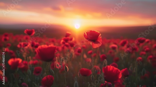 A field filled with vibrant red flowers as the sun sets in the background, casting a warm glow over the scene