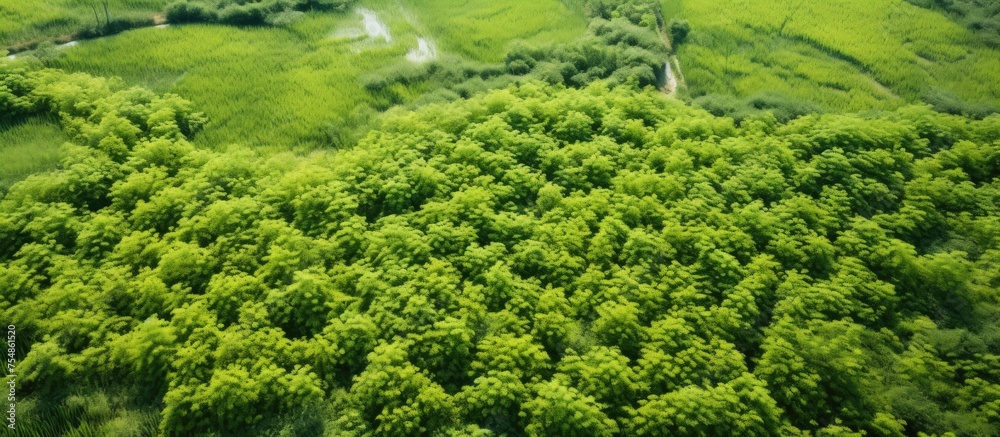 The aerial view showcases a dense and vibrant green forest in Byeollae Dong, South Korea. The trees are lush and filled with green leaves, creating a picturesque sight from above.