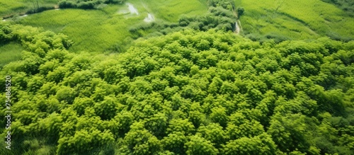 The aerial view showcases a dense and vibrant green forest in Byeollae Dong, South Korea. The trees are lush and filled with green leaves, creating a picturesque sight from above.