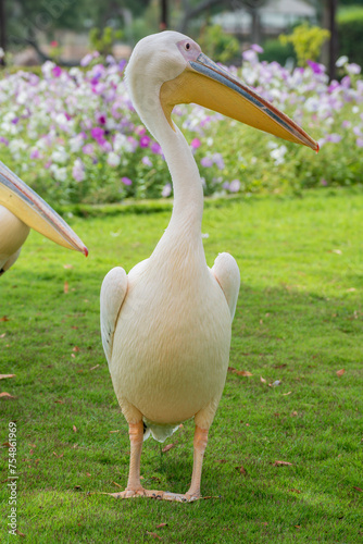 Great white pelican, Pelecanus onocrotalus, Al Areen Wildlife Park photo