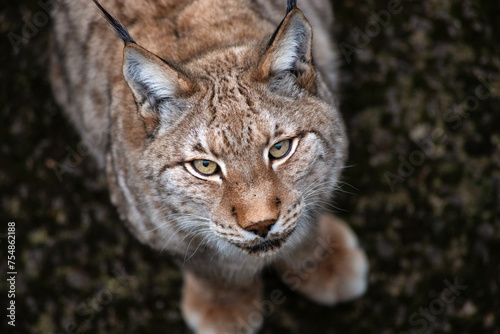 Intense lynx gaze captured from a zenithal perspective.