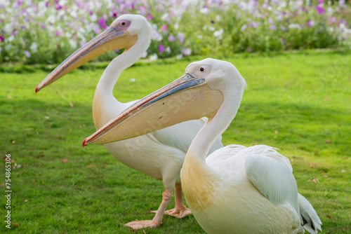Great white pelican, Pelecanus onocrotalus, Al Areen Wildlife Park